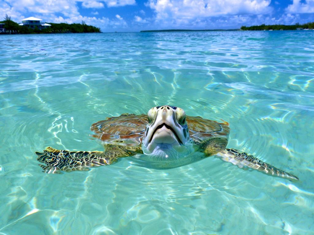 Bluff House Beach Resort & Marina Green Turtle Cay Exteriör bild